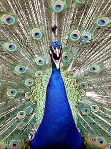blue and green peacock thumbnail