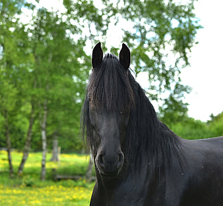 black horse looking at camera thumbnail