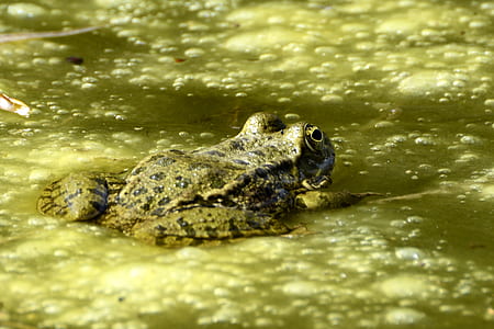 green frog on green liquid surface thumbnail