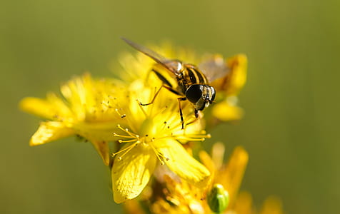 hoverfly on yellow petaled flowers thumbnail