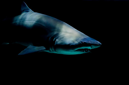 Shark With a Broken Tooth thumbnail