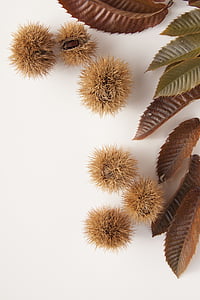 six brown spiky fruits thumbnail