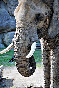 grey elephant near black bird on green grass and grey rock thumbnail
