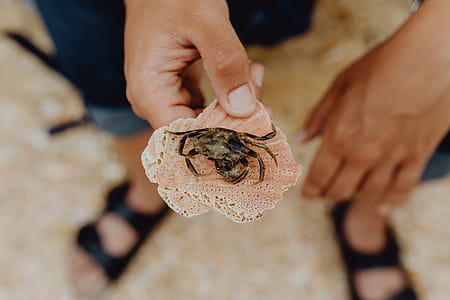 Dry dead crab at the beach thumbnail