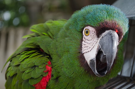 green bird beside black fence thumbnail