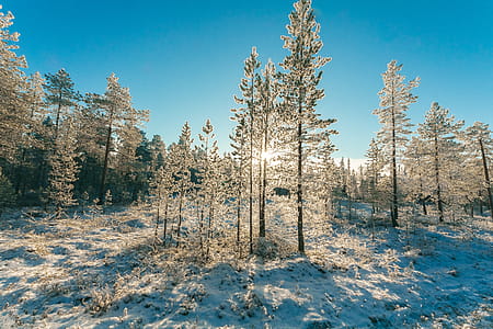 Green Tree With Snows thumbnail