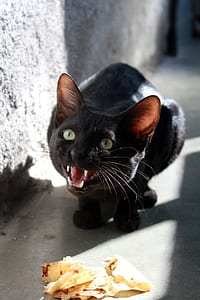 roaring black cat sitting near wall thumbnail