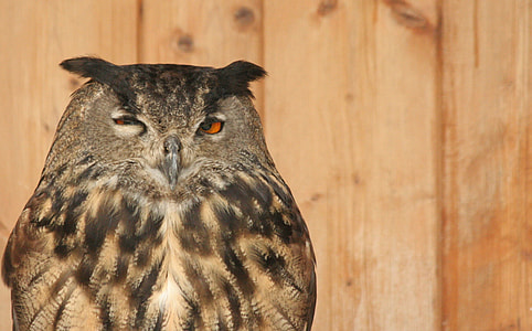 brown owl thumbnail
