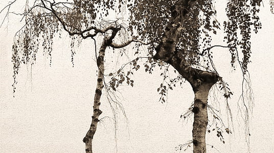 green leaf tree thumbnail