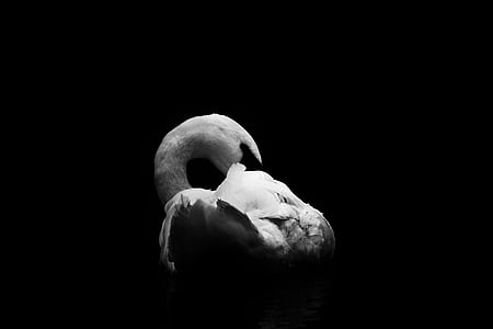 white swan thumbnail