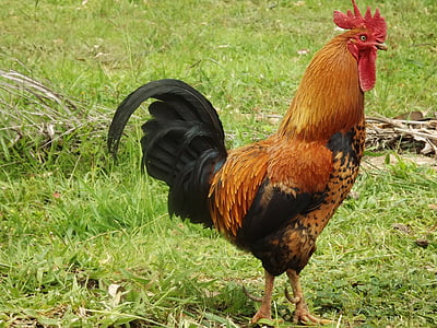 orange and black rooster thumbnail
