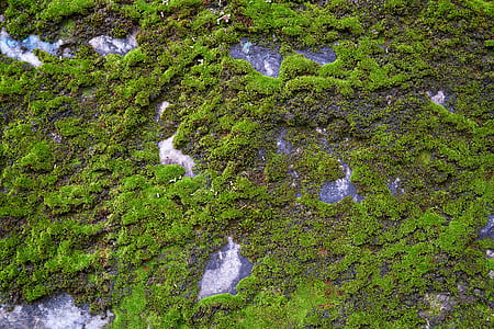 green trees thumbnail