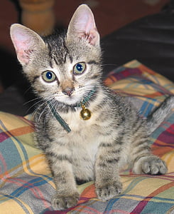 photo of brown tabby kitten thumbnail