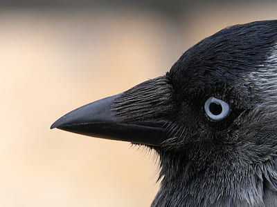 closeup photo of black bird thumbnail