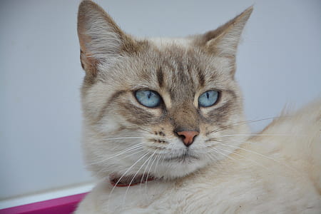 brown cat thumbnail