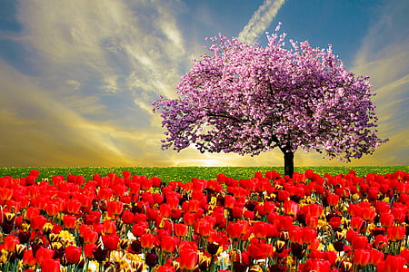 bed of red roses with cherry blossom tree thumbnail