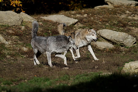 gray wolves running on grass field beside gray rocks thumbnail
