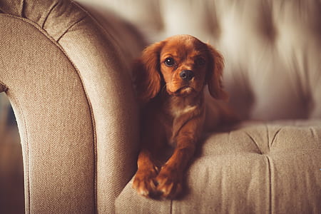 short-coat tan dog on tufted brown fabric sofa thumbnail