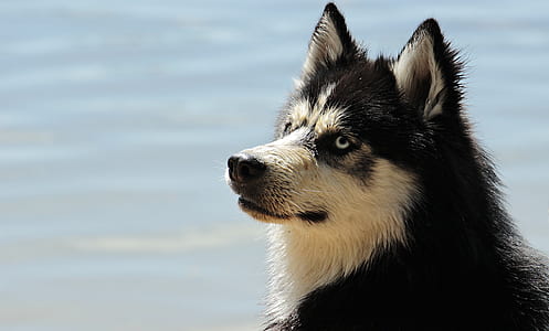 white and black Siberian Husky close-up photo thumbnail