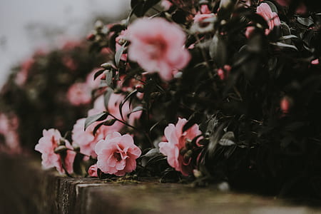 pink petaled flowers with green leaves thumbnail