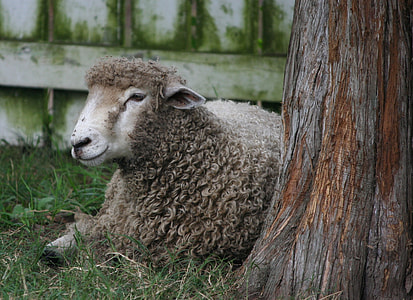 brown sheep beside tree trunk thumbnail