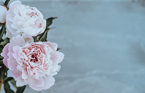 pink and white peonies in bloom selective focus photo thumbnail