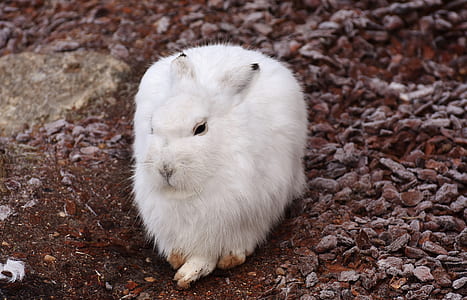white rabbit on ground thumbnail