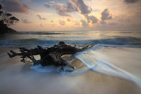 driftwood and body of water thumbnail