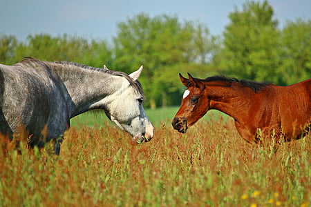 white and brown horse standing in front of each other on green grass during daytime thumbnail