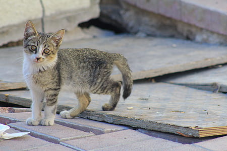gray and white kitten thumbnail