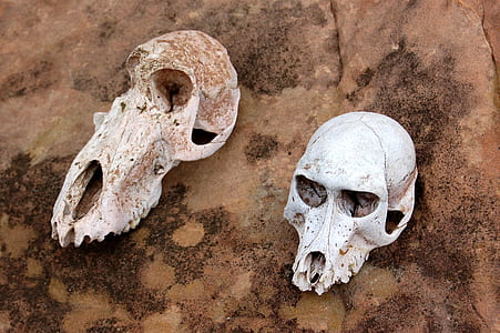 two animal skull on brown soil ground thumbnail