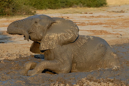 black elephant sitting on mud thumbnail