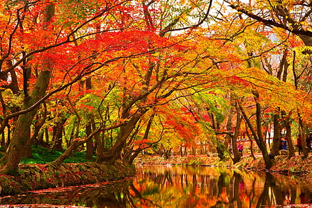 red and yellow leaf flowers during daytime thumbnail