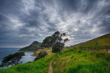 green tree under cloudy sky thumbnail