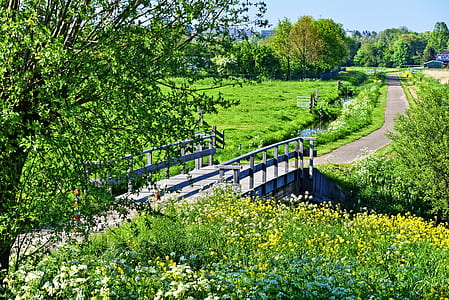 bridge surrounded with trees thumbnail