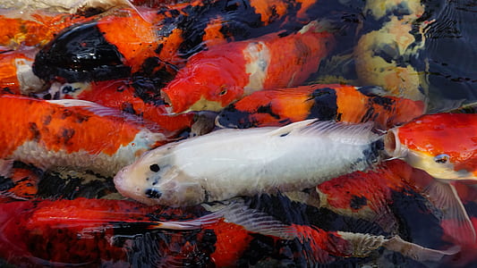 school of koi fishes thumbnail