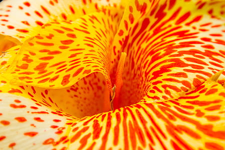 yellow and red canna lily flower thumbnail