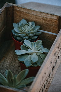 three red potted green succulent plant in borwn wooden crate thumbnail