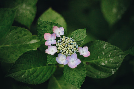 double lace cap Hydrangeas thumbnail