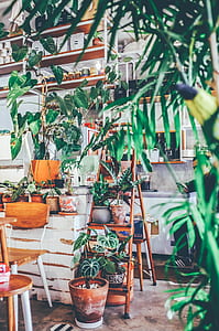 brown wooden plant pot rack thumbnail