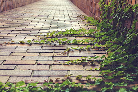 green vine on brown brick wall thumbnail