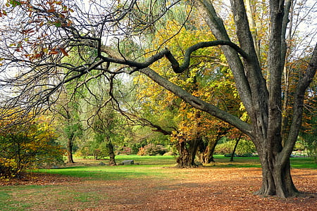 bare tree near grass field during daytime thumbnail