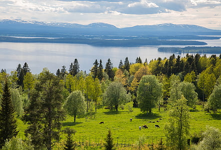 green leaf trees near body of water at daytime thumbnail