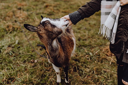 A cute brown goat on pasture thumbnail