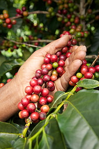 person holding coffee beans thumbnail