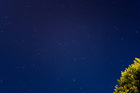 low angle of green leaf tree during night time thumbnail