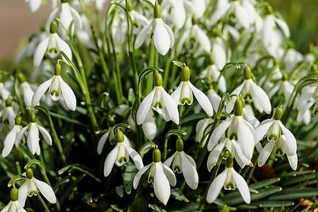 white flowers photography thumbnail