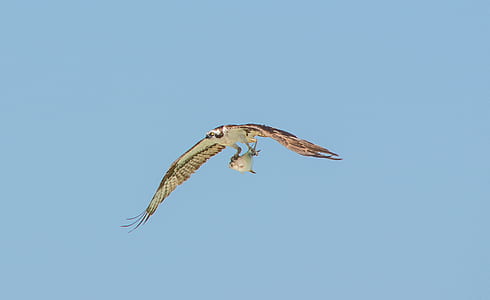 focused photo of brown eagle carrying white fish thumbnail
