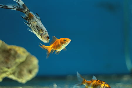 three gold fishes thumbnail