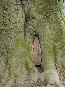 gray wooden door in tree trunk thumbnail